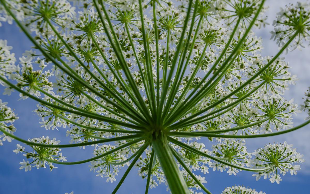 В России разработали ИИ-сервис, который ищет борщевик на спутниковых фото