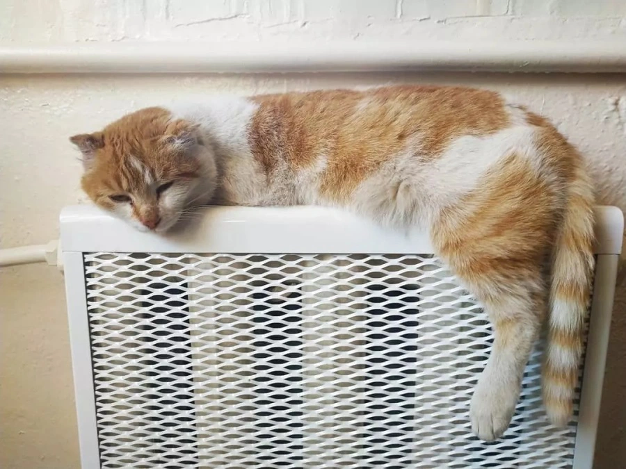 РБК Приморье