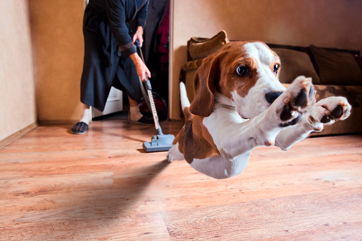 Некоторые собаки думают, что пылесос охотится за ними