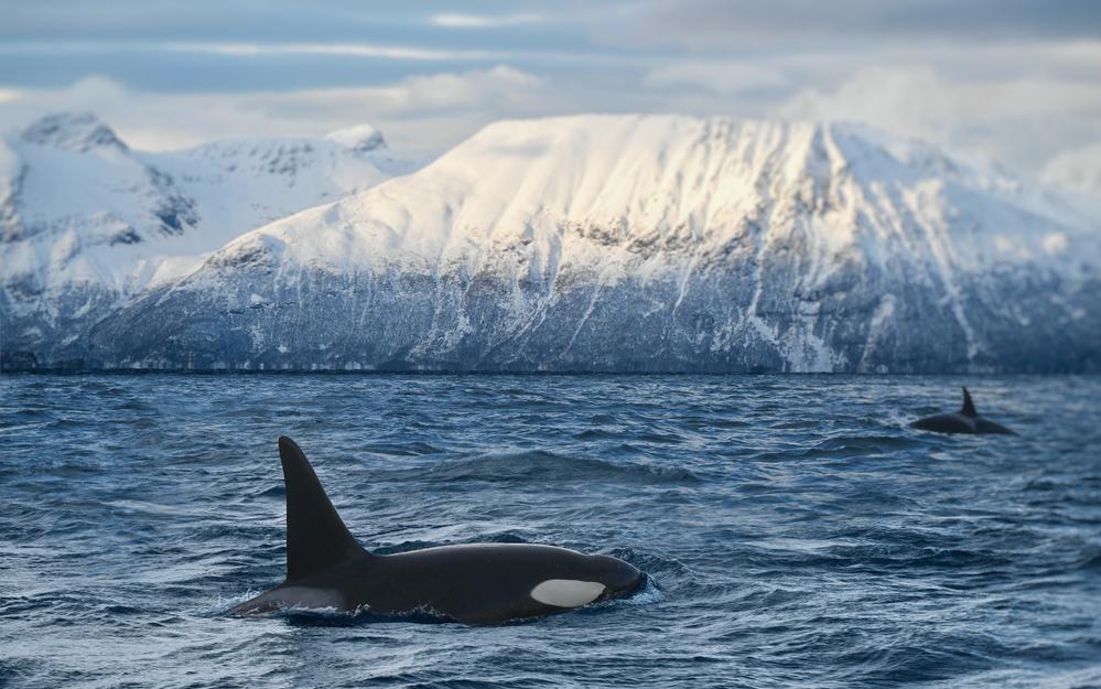 Фото: Shutterstock