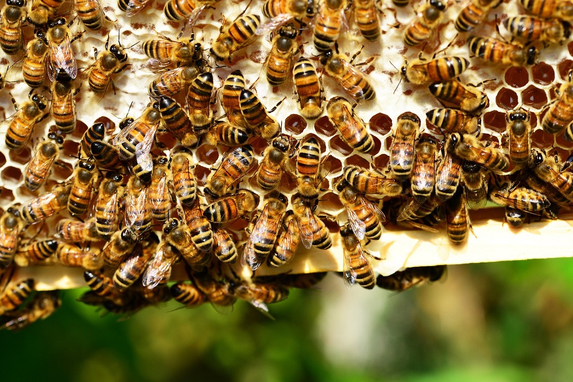 Дело послаще: производитель индейки «Индилайт» будет выпускать мед в СКФО
