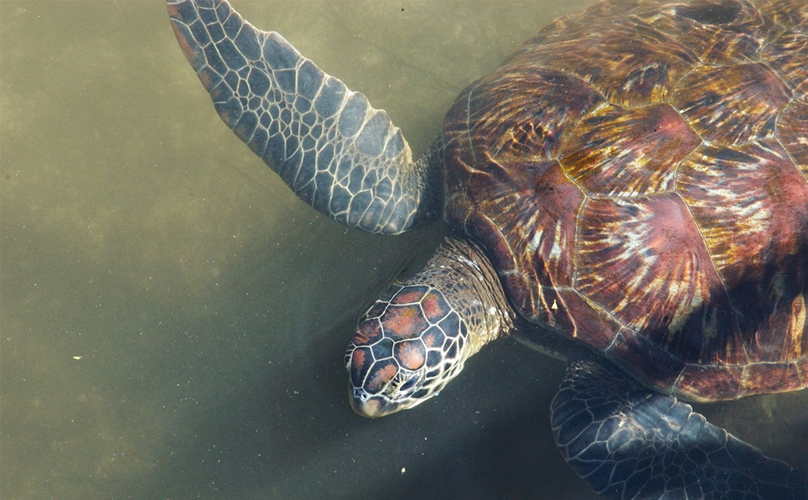 Alison Jones / Danita Delimont / Global Look Press