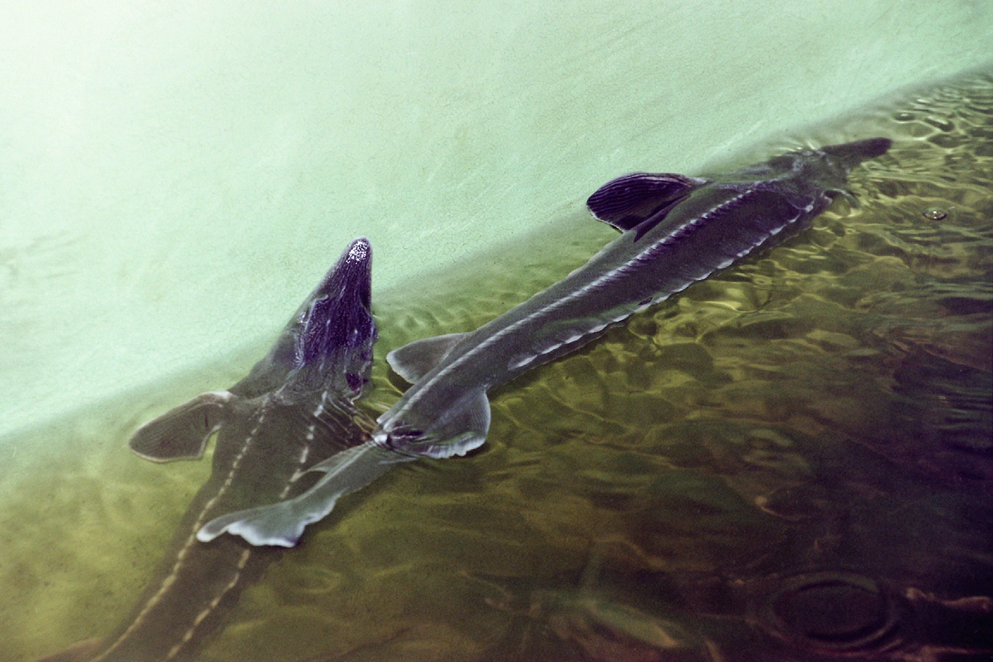 globallookpress.com, Виктор Лисицын