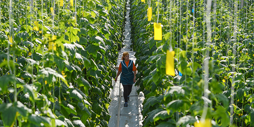 ВЭБ нашел партнера для спасения агрохолдинга «Фабрика овощей»