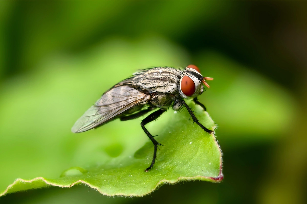 Мухи — это широкий термин, охватывающий несколько различных видов насекомых