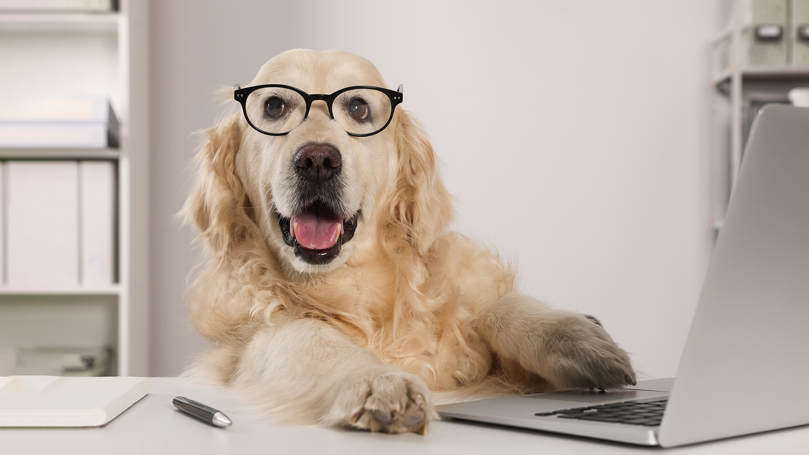 Ученые выявили способность собак учить новые слова по разговорам хозяев