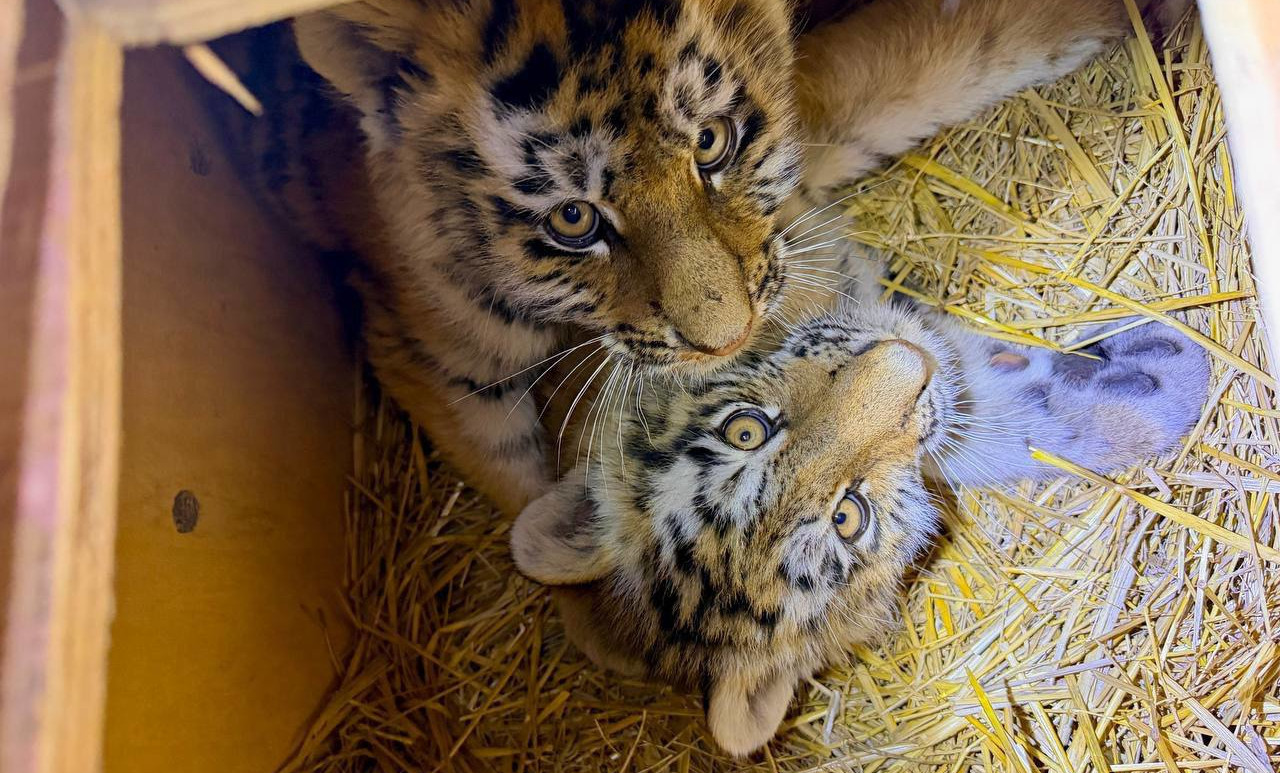 Фото: Центр «Амурский тигр»