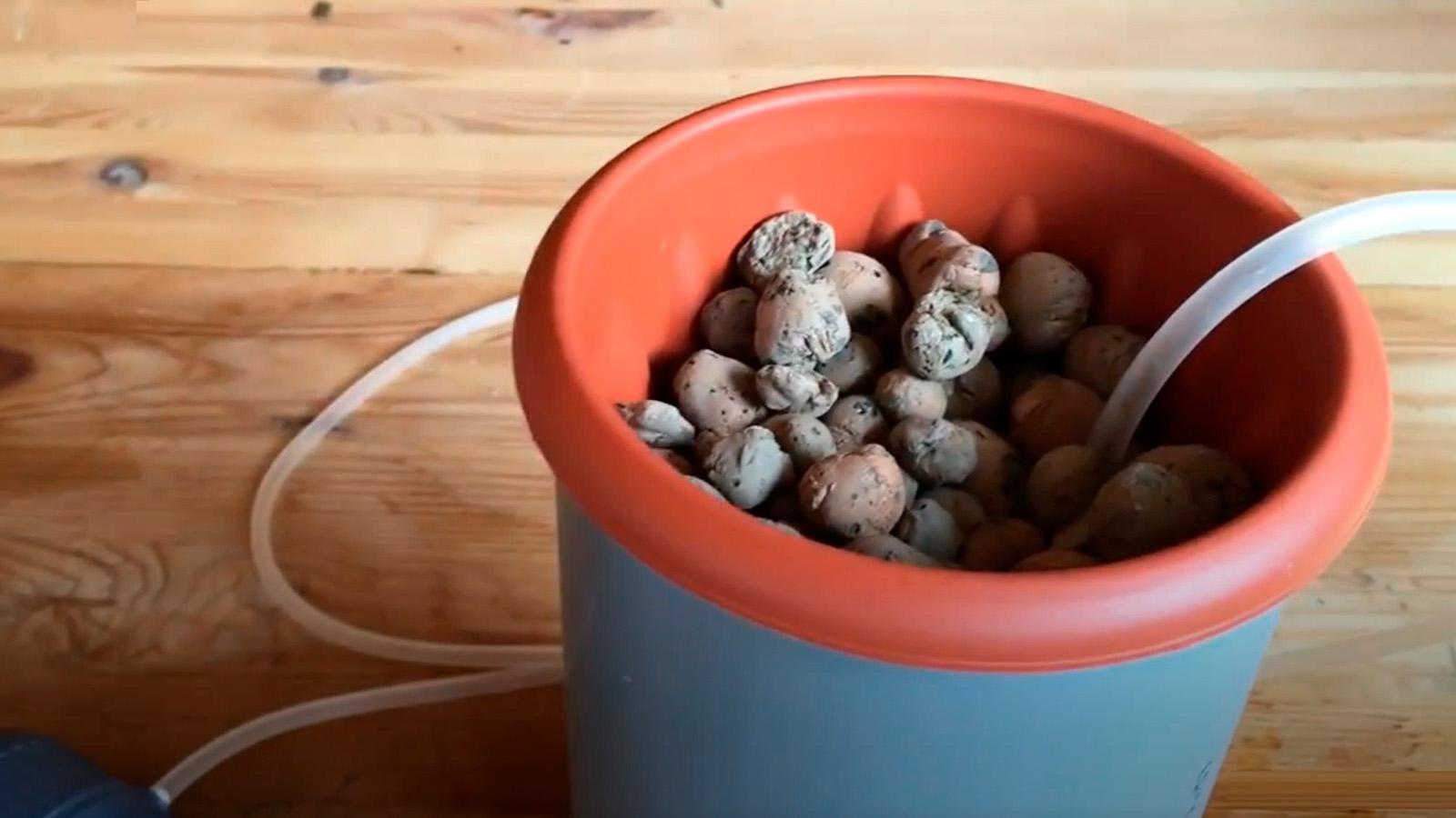 Как посадить растение в гидропонную установку