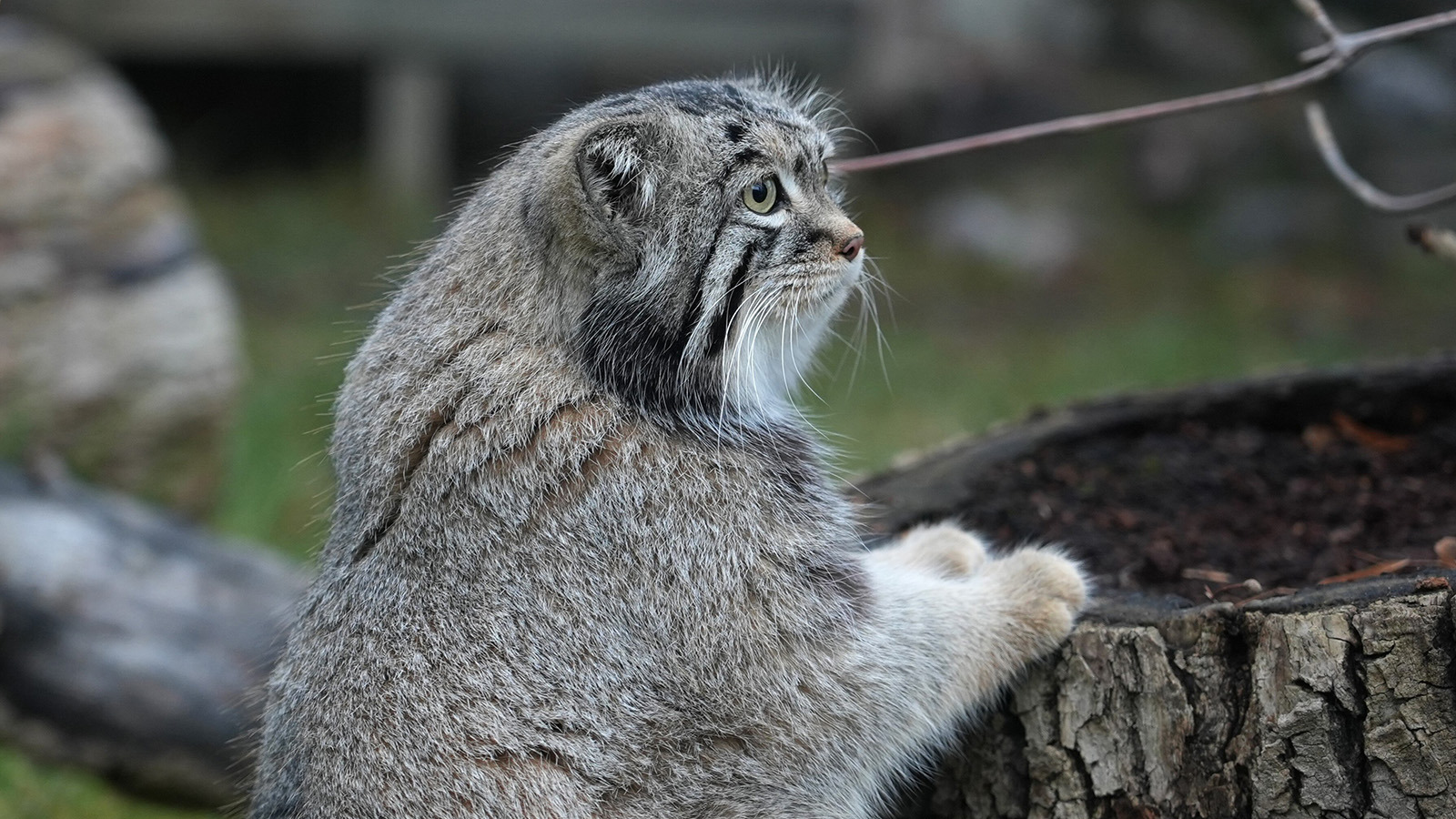 Манул Тимофей