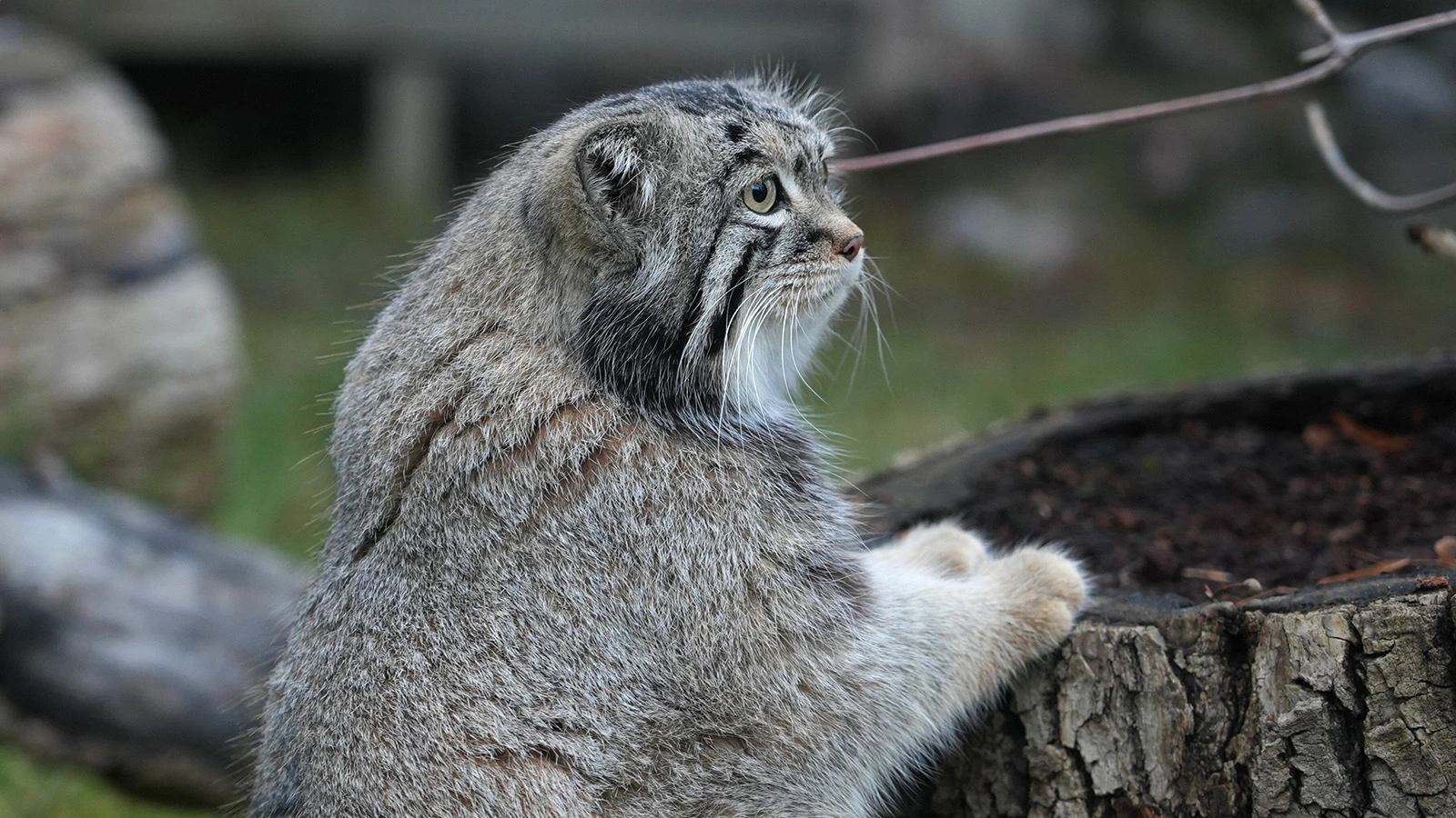 Манул Тимофей