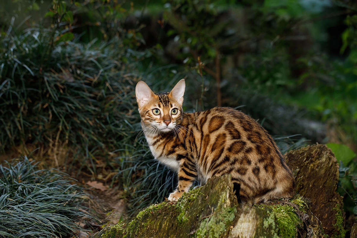 Редкие породы кошек | Блог зоомагазина витамин-п-байкальский.рф