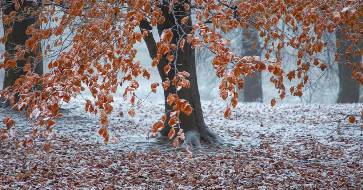 Александр Подгорчук