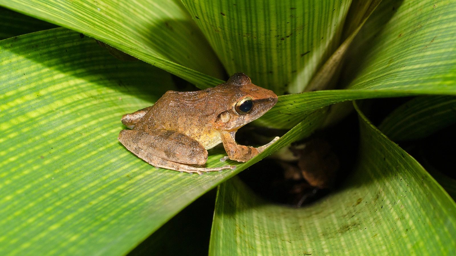 <p>Лягушка Haddadus binotatus</p>