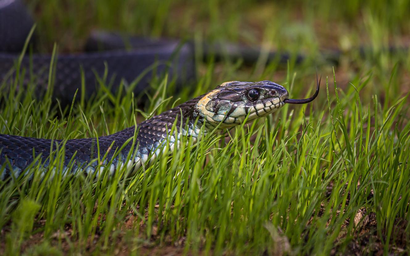 Фото: Dmitrii Kash / Shutterstock / FOTODOM