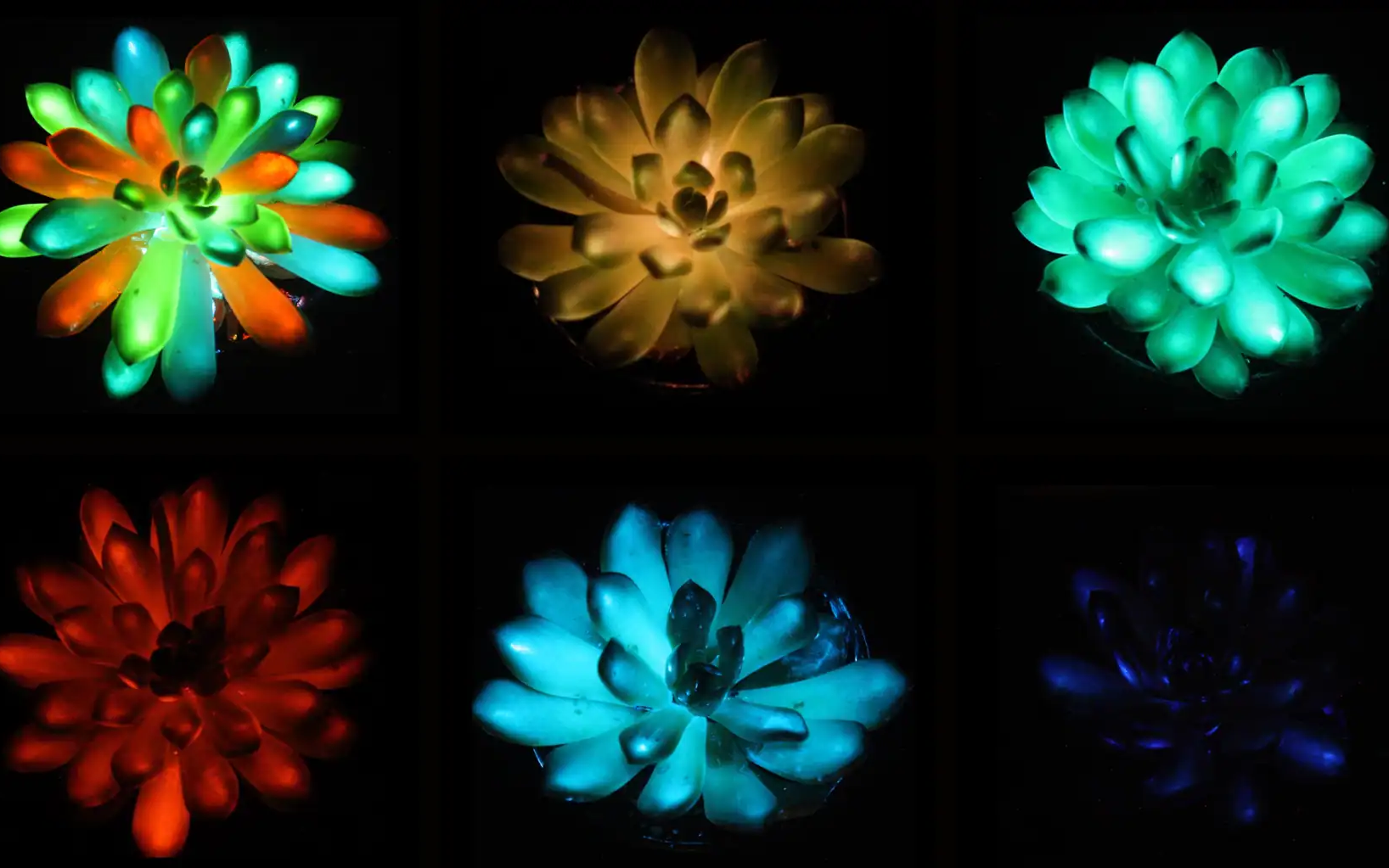 Фото: Шутин Лю, Южно-Китайский сельскохозяйственный университет