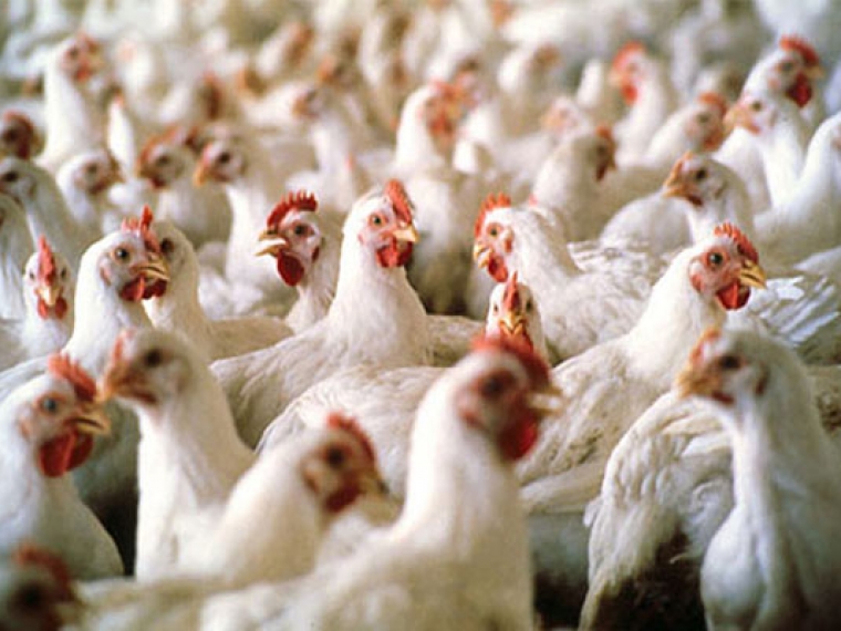Белоруссия запретила ввоз птицы из Татарстана из-за птичьего гриппа