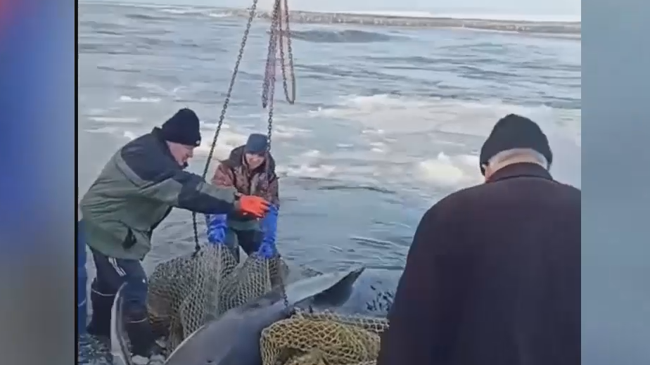 На Камчатке спасли выброшенную на берег косатку