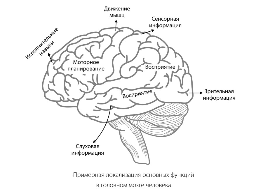 Распределение условное, так как головной мозг&nbsp;&mdash; это сложная система со множеством взаимосвязей. Некорректно считать, что определенная функция жестко закреплена только за какой-то одной областью