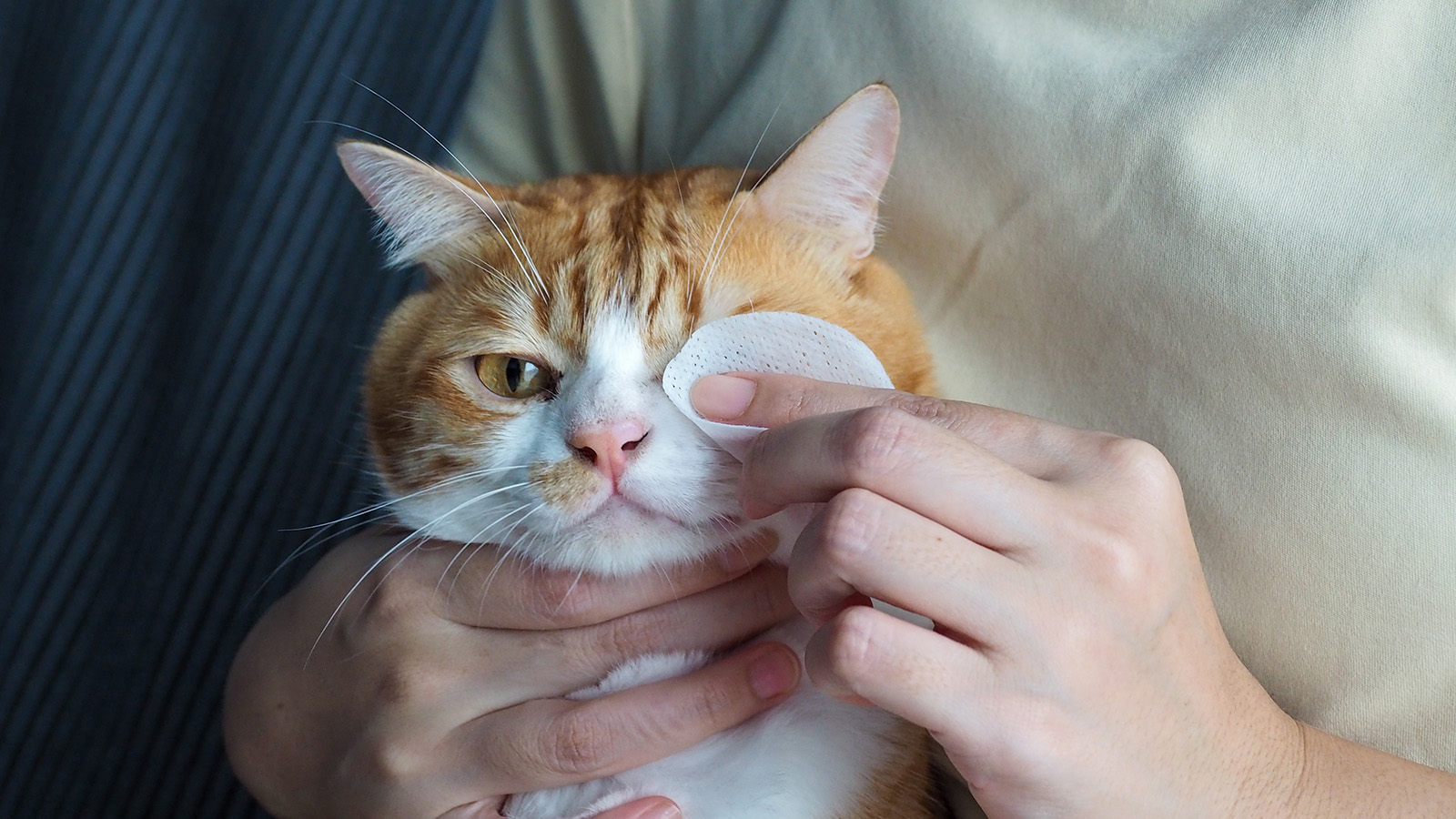 Чем промыть глаза кошке