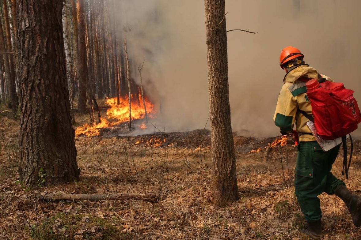 В ведомстве отметили, что 90% лесных пожаров происходит по вине человека.
