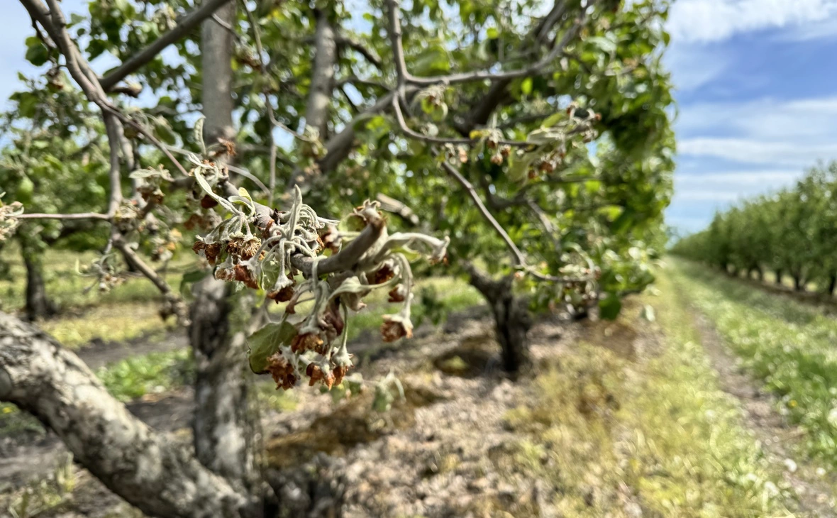 РБК Черноземье