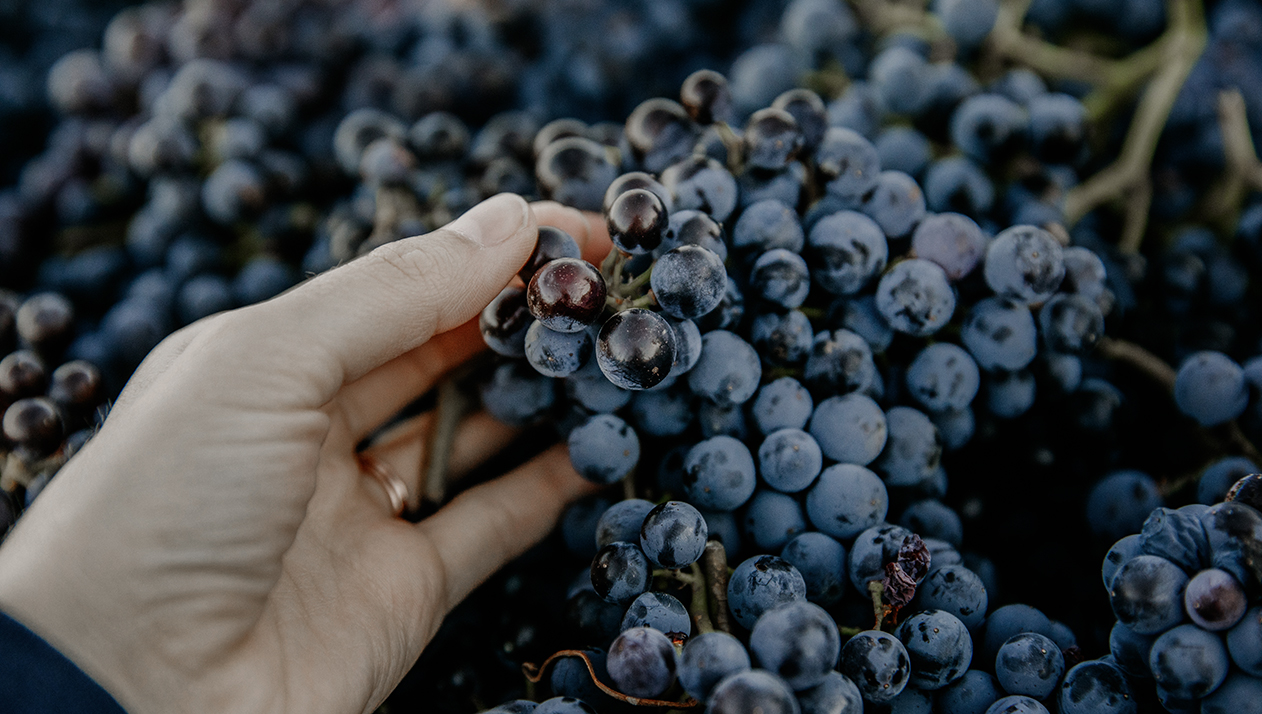 Новички «Гида по российским винам»: первые победы начинающих