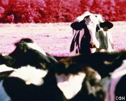 США обвиняют Канаду в "экспорте" коровьего бешенства