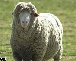 В Уэльсе делают бумагу из овечьих фекалий