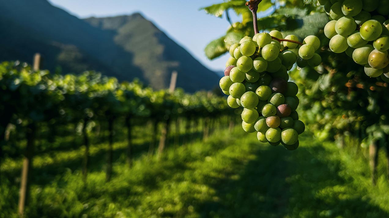 В Дагестане каждый седьмой куст винограда оказался несуществующим