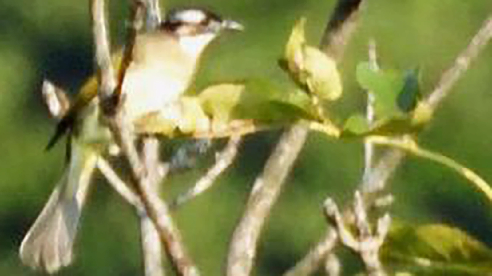 Китайский бюльбюль