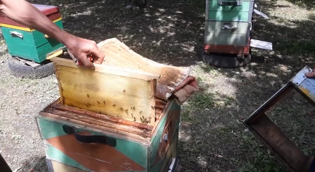 «Миролюбивые пчёлы»: прокурор отстранен от надзора за расследованием