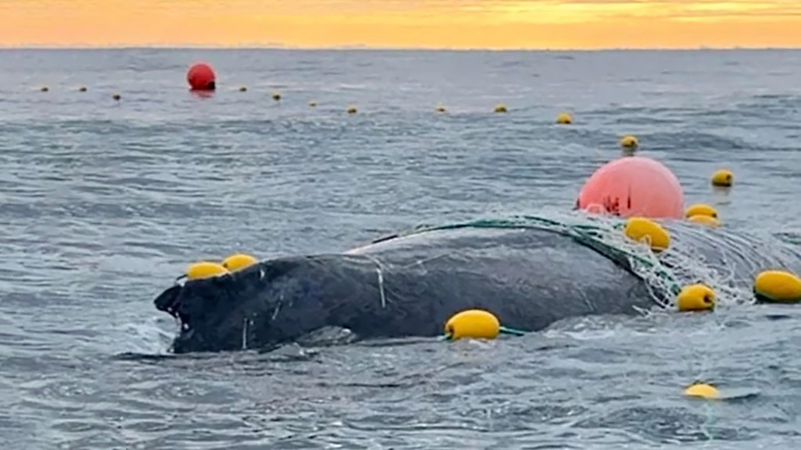 Sea Shepherd Australia