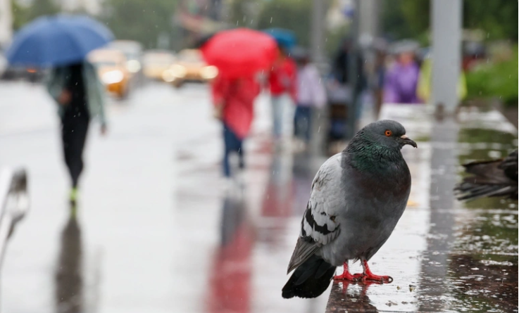 Ярослав Чингаев / АГН «Москва»