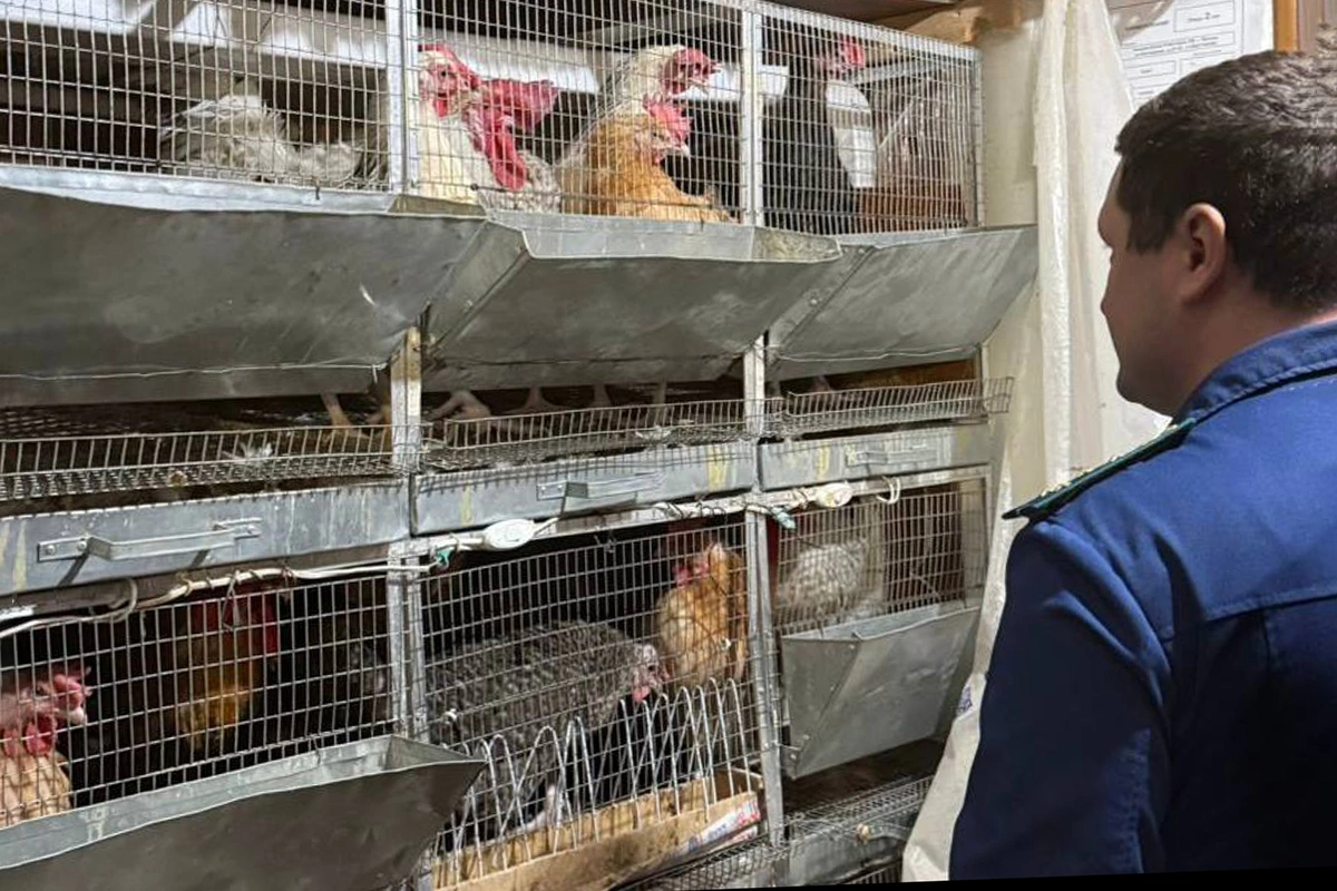 Куры и петухи, обнаруженные в квартире