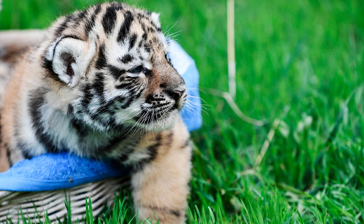 Константин Михальчевский / РИА Новости