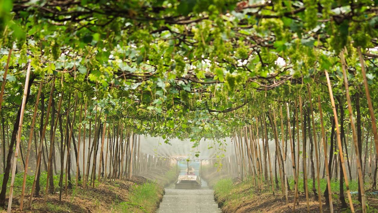 «Плавающие виноградники» Таиланда. Какое вино делают в королевстве