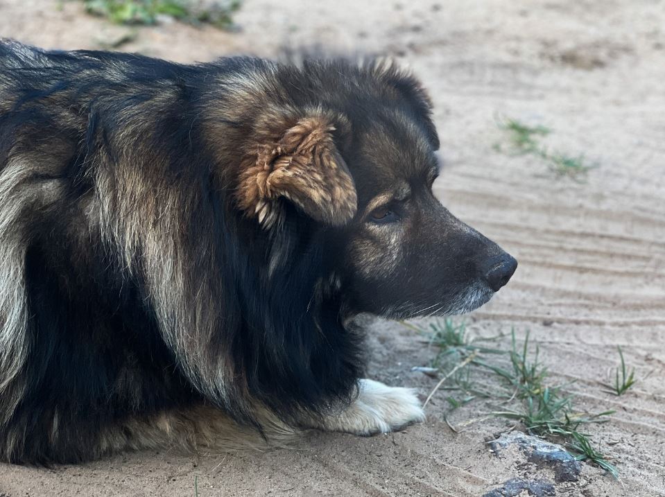 Череповцу выделили 6,2 млн рублей на отлов почти 400 бродячих собак