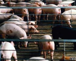 Защитник животных хочет жить как свинья