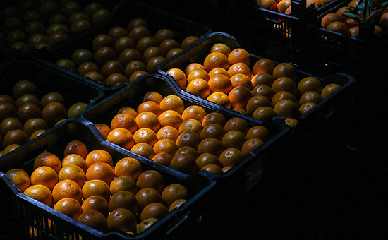 Апельсины, предназначенные для экспорта в Россию


