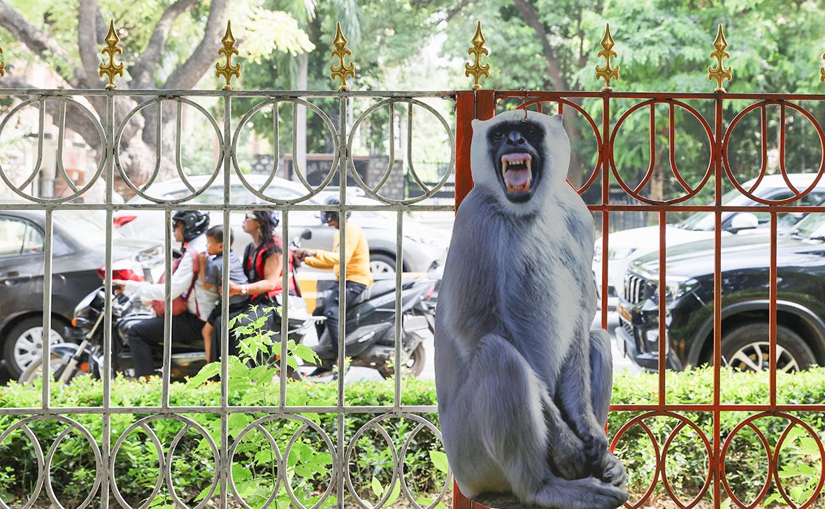 Фигура&nbsp;лангура, привязанная к забору вдоль дороги, чтобы отпугнуть обезьян