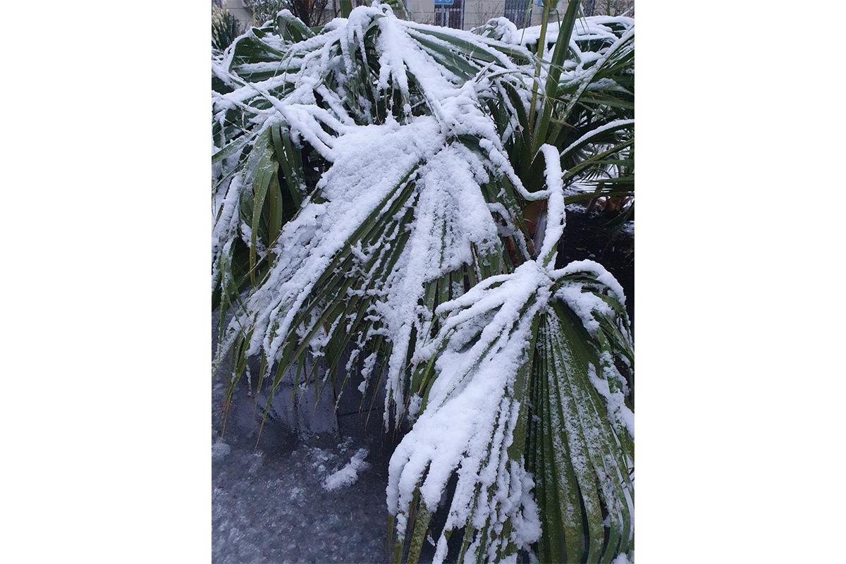 Cнегопад в Большой Ялте, 29 декабря 2025 года