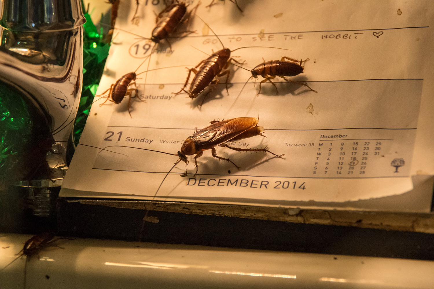 Злейший враг тараканов: 5 средств, которые помогут быстро избавиться от насекомых