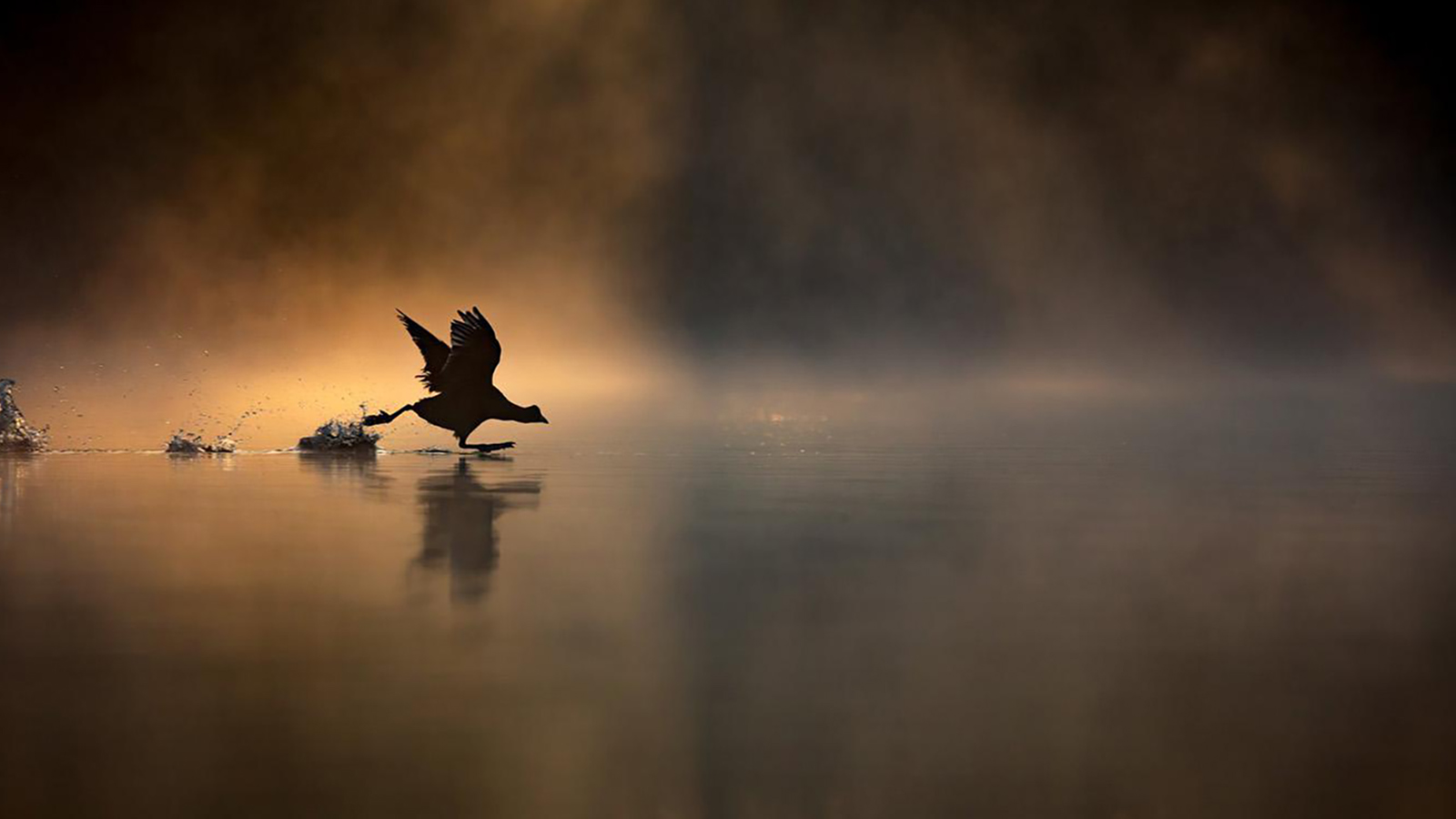 <p>Лучшим молодым британским фотографом дикой природы в категории &laquo;от 15 до 17 лет&raquo; признали Макса Вуда. На его снимке &laquo;Бег по воде&raquo; изображена водоплавающая птица лысуха</p>