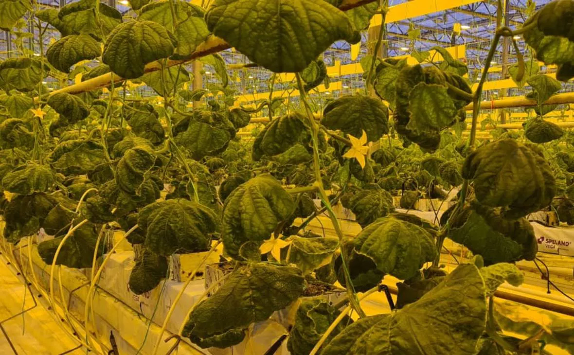 РБК Черноземье