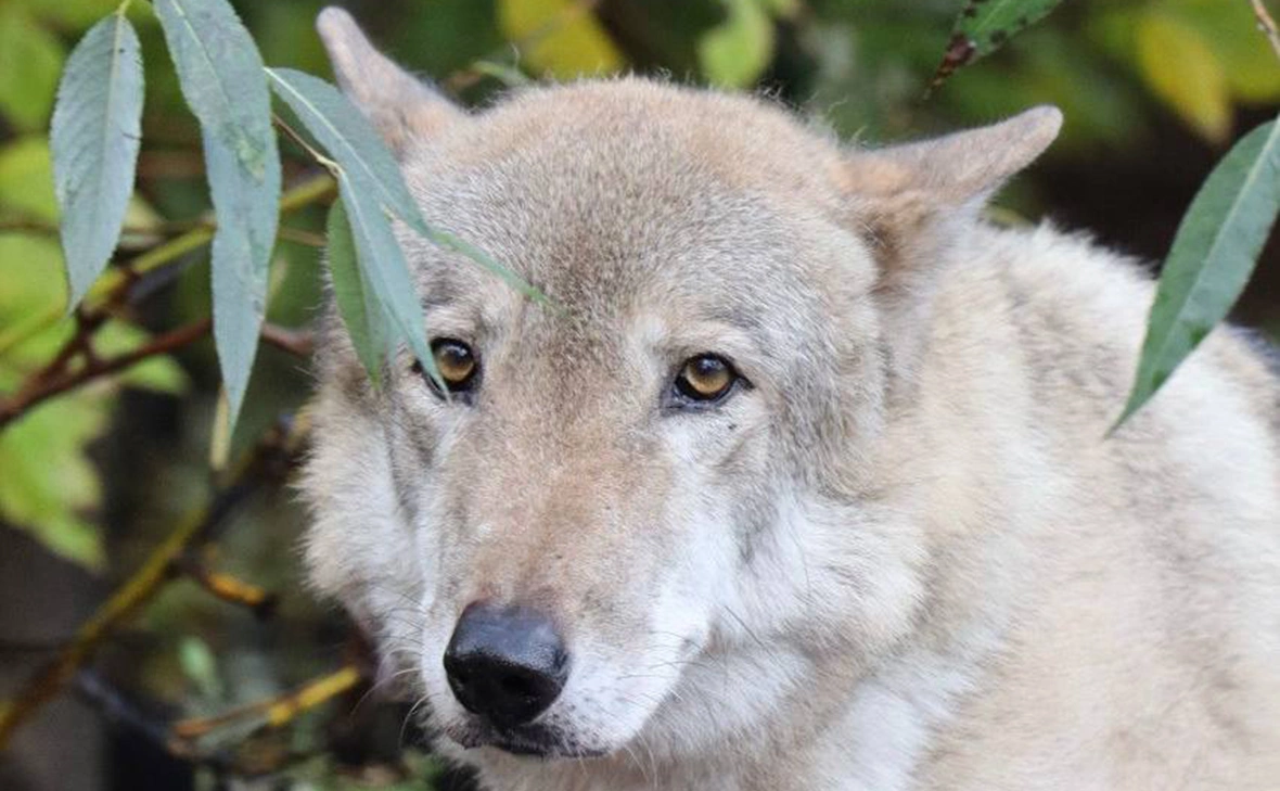 Московский зоопарк