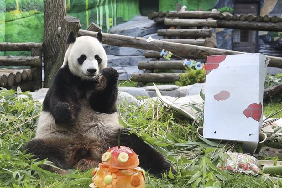 Самка панды Дин-Дин,&nbsp;которая вместе со своим партнером Жуи живет в Московском зоопарке с 2019 года