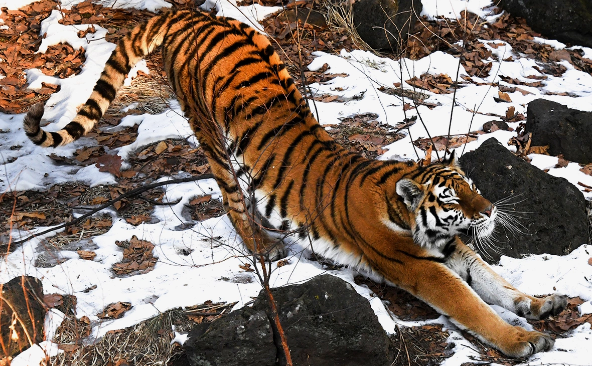 Виталий Аньков / РИА Новости