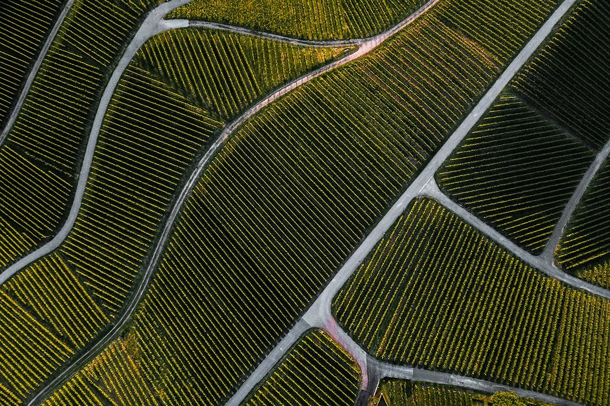 Итальянские ученые разработали метод прогнозирования урожайности на виноградниках на основе данных, передаваемых беспилотниками