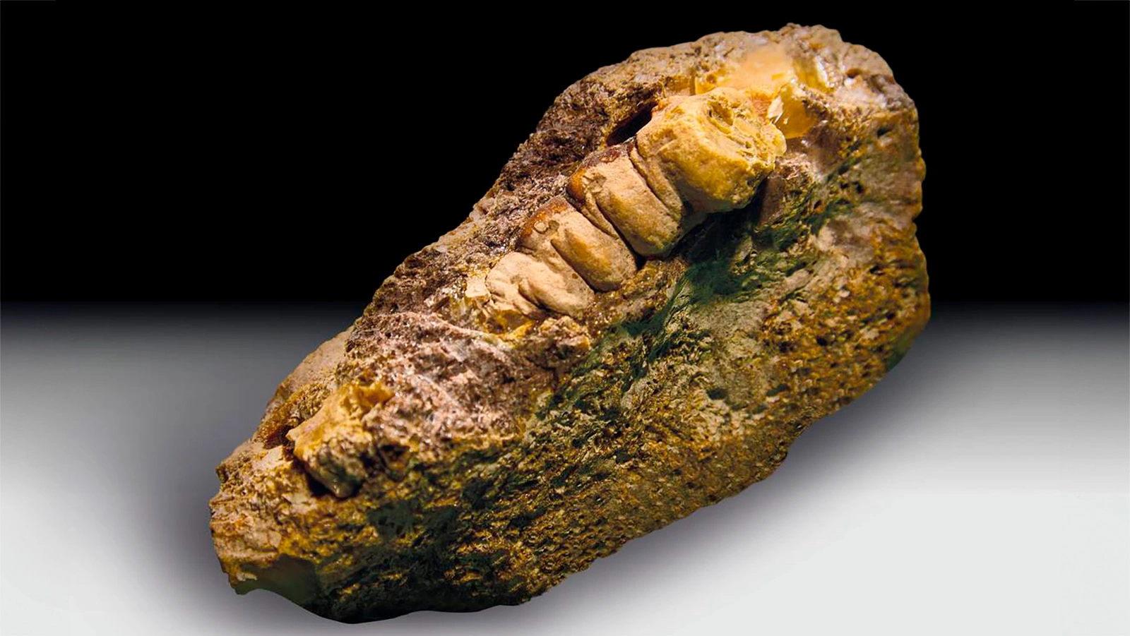 Янтарный самородок в виде жука