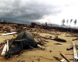 ООН: Точное число жертв цунами останется неизвестным